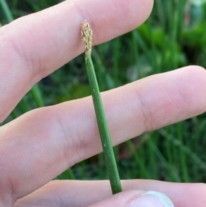 Eleocharis acuta at Garran, ACT - 31 Mar 2024