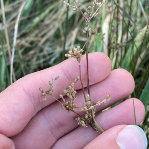 Juncus usitatus at Garran, ACT - 31 Mar 2024