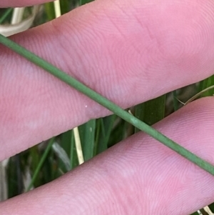 Juncus usitatus at Garran, ACT - 31 Mar 2024 06:18 PM