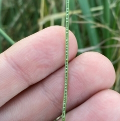 Juncus usitatus at Garran, ACT - 31 Mar 2024 06:18 PM