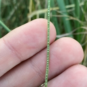 Juncus usitatus at Garran, ACT - 31 Mar 2024 06:18 PM