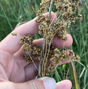 Juncus vaginatus at Garran, ACT - 31 Mar 2024