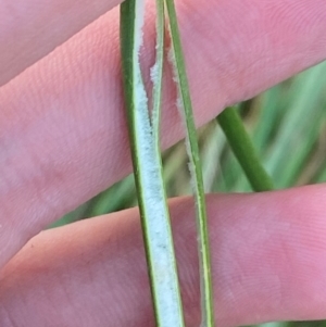 Juncus vaginatus at Garran, ACT - 31 Mar 2024