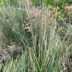 Juncus vaginatus at Garran, ACT - 31 Mar 2024