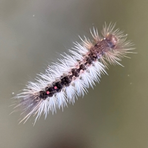 Lymantriinae (subfamily) at O'Reilly, QLD - 11 Jun 2024