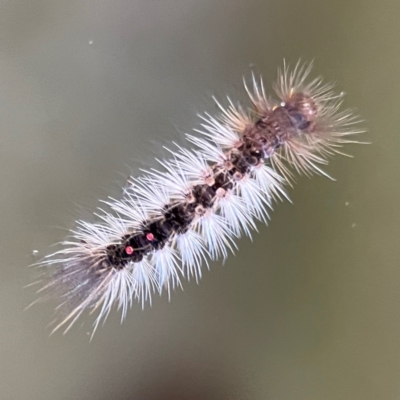 Lymantriinae (Subfamily) (A Tussock Moth) at O'Reilly, QLD - 11 Jun 2024 by Hejor1