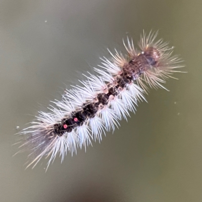 Lymantriinae (subfamily) (Unidentified tussock moths) at O'Reilly, QLD - 11 Jun 2024 by Hejor1