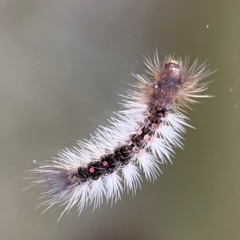 Lymantriinae (subfamily) at O'Reilly, QLD - 11 Jun 2024