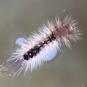 Lymantriinae (subfamily) at O'Reilly, QLD - 11 Jun 2024