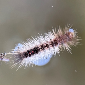 Lymantriinae (subfamily) at O'Reilly, QLD - 11 Jun 2024