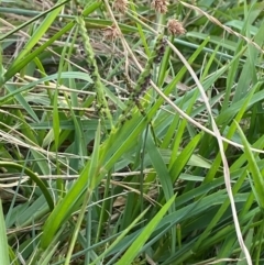 Paspalum distichum (Water Couch) at Garran, ACT - 31 Mar 2024 by Tapirlord