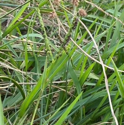 Paspalum distichum (Water Couch) at Garran, ACT - 31 Mar 2024 by Tapirlord