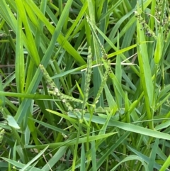 Paspalum distichum at Garran, ACT - 31 Mar 2024