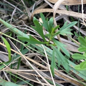 Haloragis heterophylla at Garran, ACT - 31 Mar 2024 06:15 PM