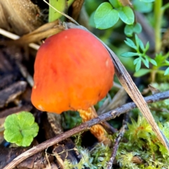 Unidentified Cap on a stem; gills below cap [mushrooms or mushroom-like] at O'Reilly, QLD - 11 Jun 2024 by Hejor1