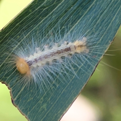 Lithosiini (IMMATURE) (A Footman or Lichen moth (Lithosini) at O'Reilly, QLD - 11 Jun 2024 by Hejor1