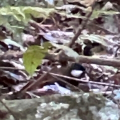 Psophodes olivaceus at Lamington National Park - 11 Jun 2024