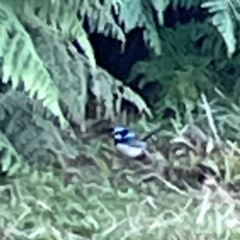 Malurus cyaneus (Superb Fairywren) at O'Reilly, QLD - 11 Jun 2024 by Hejor1