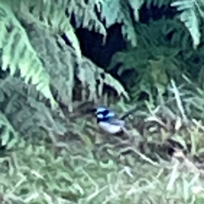 Malurus cyaneus (Superb Fairywren) at O'Reilly, QLD - 11 Jun 2024 by Hejor1