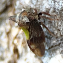 Membracidae sp. (family) (Unidentified Horned treehopper) at O'Reilly, QLD - 11 Jun 2024 by Hejor1