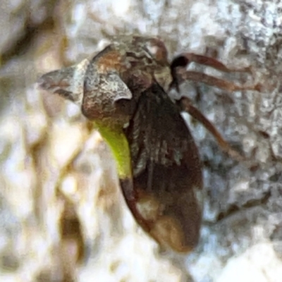 Membracidae sp. (family) (Unidentified Horned treehopper) at O'Reilly, QLD - 11 Jun 2024 by Hejor1