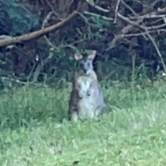 Thylogale thetis (Red-necked Pademelon) at O'Reilly, QLD - 11 Jun 2024 by Hejor1