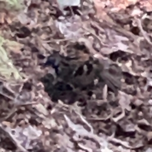 Orthonyx temminckii at Lamington National Park - 11 Jun 2024 10:25 AM