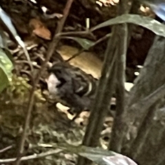 Orthonyx temminckii at Lamington National Park - 11 Jun 2024 10:25 AM