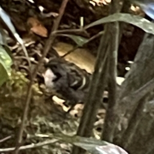 Orthonyx temminckii at Lamington National Park - 11 Jun 2024 10:25 AM