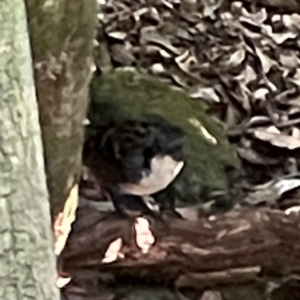 Orthonyx temminckii at Lamington National Park - 11 Jun 2024 10:25 AM