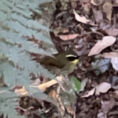 Neosericornis citreogularis (Yellow-throated Scrubwren) at O'Reilly, QLD - 11 Jun 2024 by Hejor1