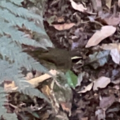 Neosericornis citreogularis at O'Reilly, QLD - 11 Jun 2024 10:24 AM