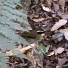 Neosericornis citreogularis at O'Reilly, QLD - 11 Jun 2024 10:24 AM