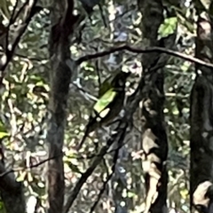 Ailuroedus crassirostris (Green Catbird) at Lamington National Park - 11 Jun 2024 by Hejor1
