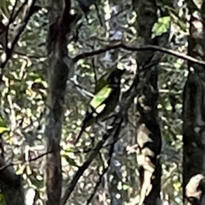 Ailuroedus crassirostris at Lamington National Park - 11 Jun 2024