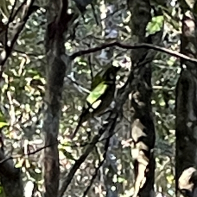 Ailuroedus crassirostris (Green Catbird) at Lamington National Park - 11 Jun 2024 by Hejor1