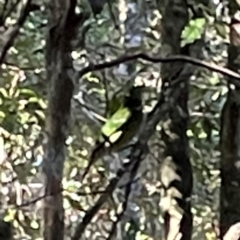 Ailuroedus crassirostris at Lamington National Park - 11 Jun 2024