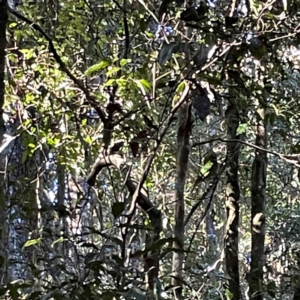 Ailuroedus crassirostris at Lamington National Park - 11 Jun 2024