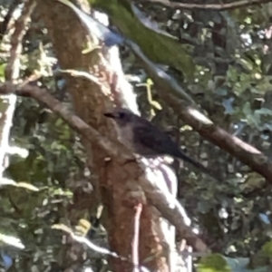 Colluricincla harmonica at Lamington National Park - 11 Jun 2024