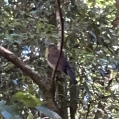 Colluricincla harmonica at Lamington National Park - 11 Jun 2024 10:05 AM