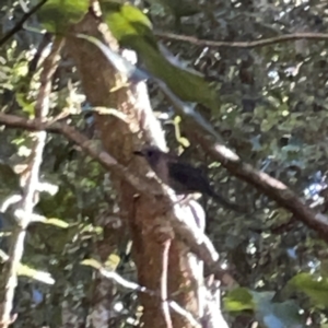 Colluricincla harmonica at Lamington National Park - 11 Jun 2024 10:05 AM