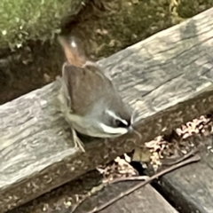 Sericornis frontalis (White-browed Scrubwren) at Lamington National Park - 11 Jun 2024 by Hejor1