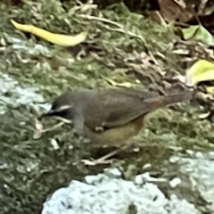 Sericornis frontalis at Lamington National Park - 11 Jun 2024