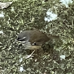 Sericornis frontalis at Lamington National Park - 11 Jun 2024