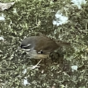 Sericornis frontalis at Lamington National Park - 11 Jun 2024