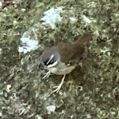 Sericornis frontalis at Lamington National Park - 11 Jun 2024