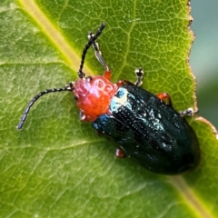 Lamprolina (genus) (Pittosporum leaf beetle) at O'Reilly, QLD - 11 Jun 2024 by Hejor1