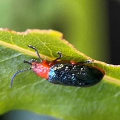 Lamprolina (genus) at O'Reilly, QLD - 11 Jun 2024 04:22 PM
