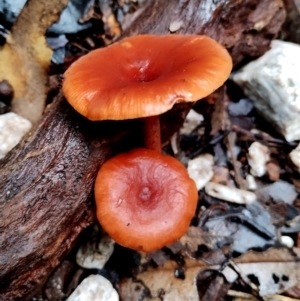 Lactarius eucalypti at Bodalla State Forest - 11 Jun 2024