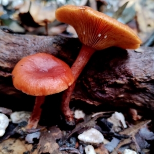 Lactarius eucalypti at Bodalla State Forest - 11 Jun 2024